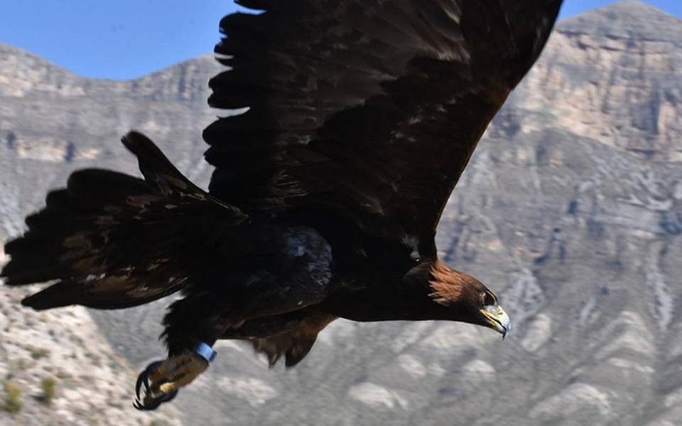 Águila Real vuela en los cielos de Baja California - La Voz de la Frontera  | Noticias Locales, Policiacas, sobre México, Mexicali, Baja California y  el Mundo