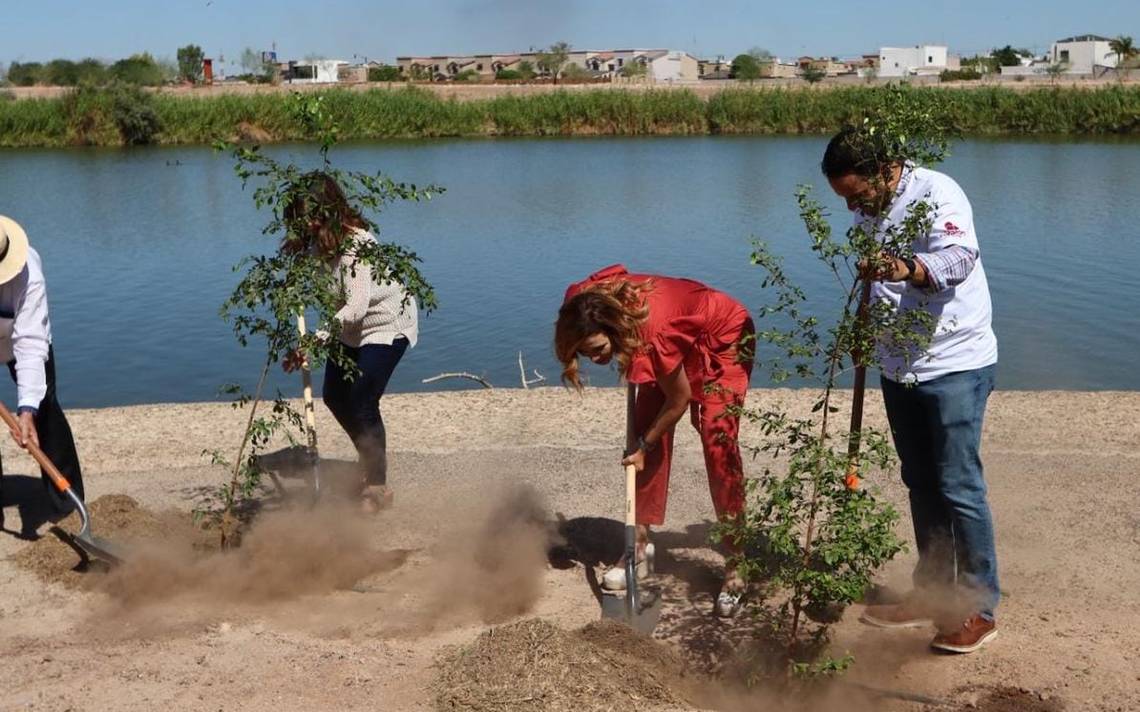 Pretende Ayuntamiento donar 30 mil plantas - La Voz de la Frontera |  Noticias Locales, Policiacas, sobre México, Mexicali, Baja California y el  Mundo