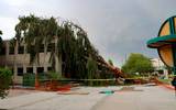 Enorme árbol se desploma en la facultad de derecho de la Universidad Autónoma de Baja California