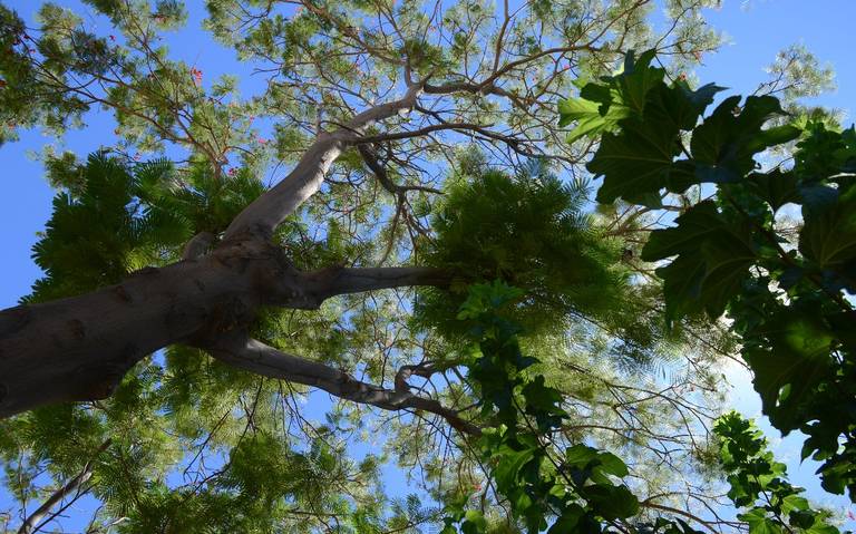Plantan más de 100 mil árboles nativos - La Voz de la Frontera | Noticias  Locales, Policiacas, sobre México, Mexicali, Baja California y el Mundo